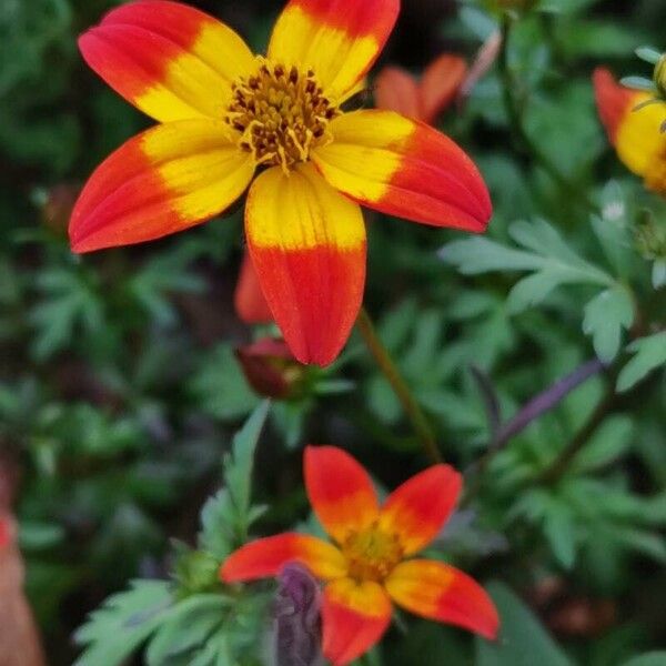 Bidens triplinervia Fiore