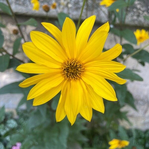 Helianthus × laetiflorus Blomma