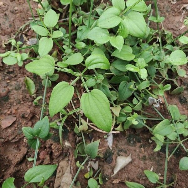 Rubia cordifolia Leaf