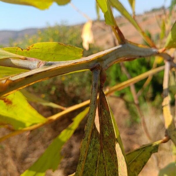 Acacia mangium Blad