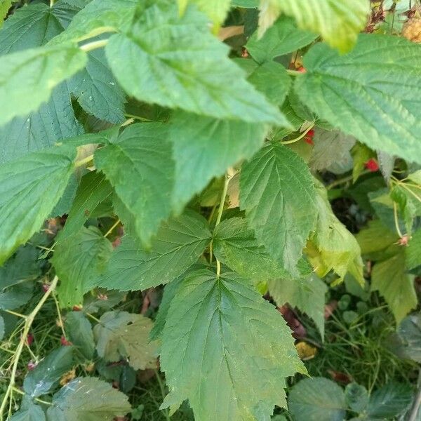 Rubus occidentalis Φύλλο