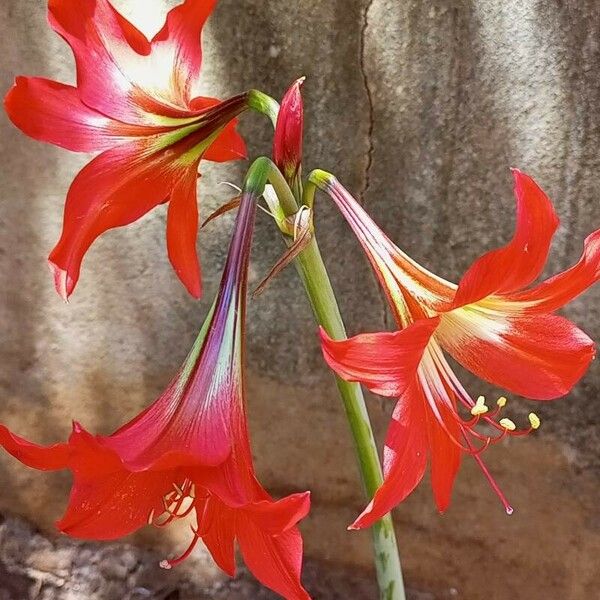 Hippeastrum reginae Õis