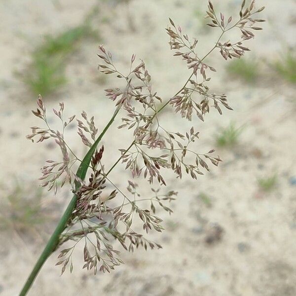 Agrostis capillaris Flower