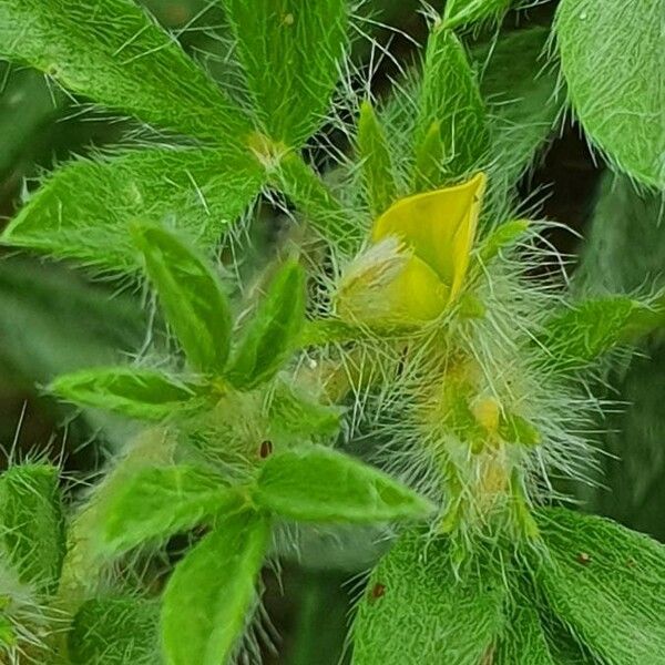 Leobordea platycarpa Flor