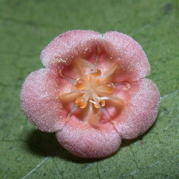 Fevillea cordifolia Floare