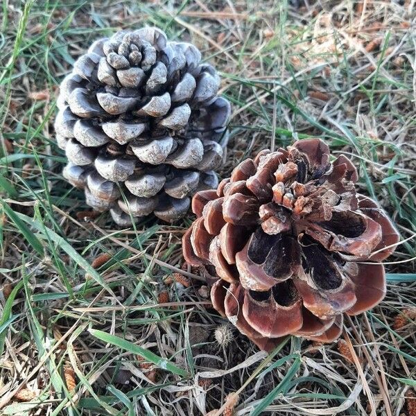 Pinus pinea Fruit