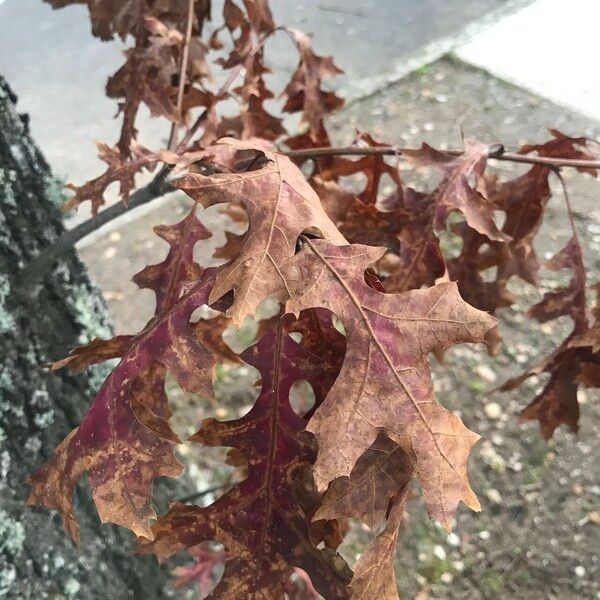 Quercus coccinea পাতা