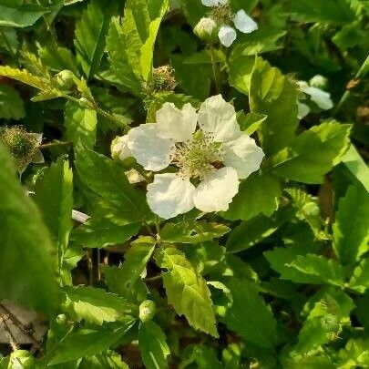Rubus argutus Fiore