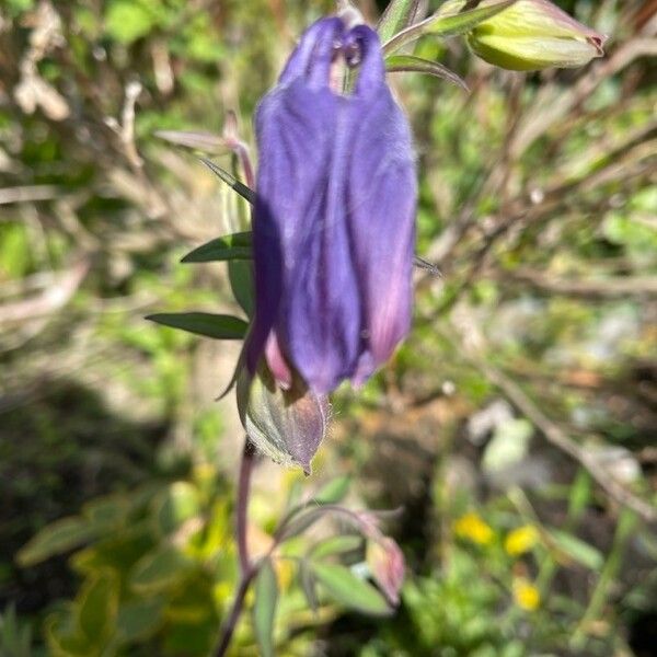 Aquilegia vulgaris Flor