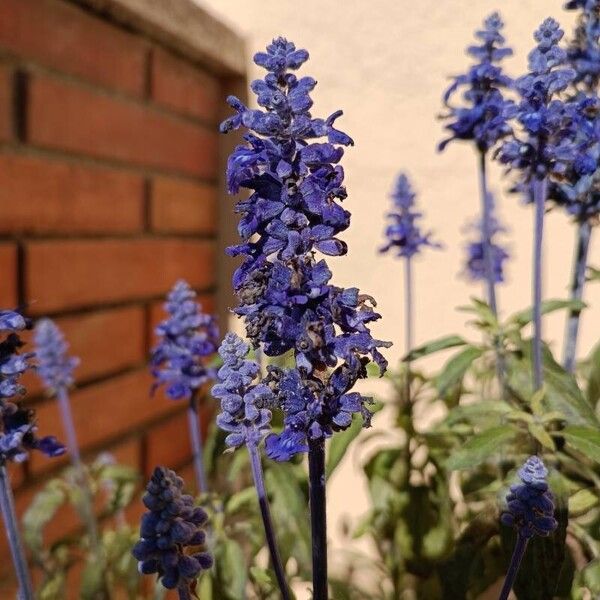 Salvia farinacea Blomma