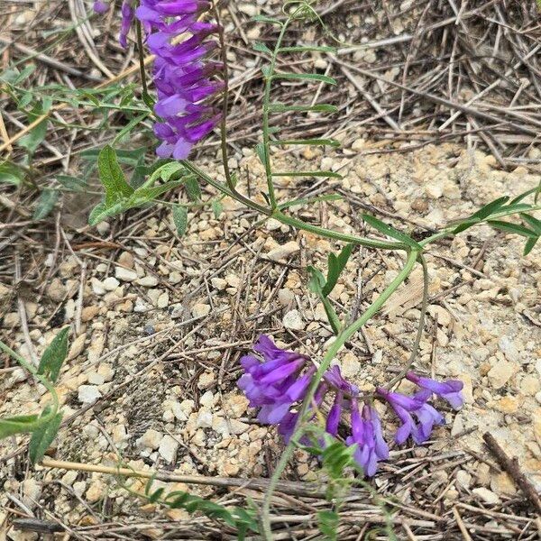 Vicia americana Çiçek