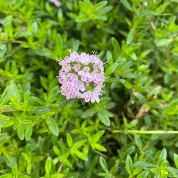 Satureja hortensis Квітка