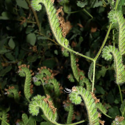 Phacelia ramosissima Habitus