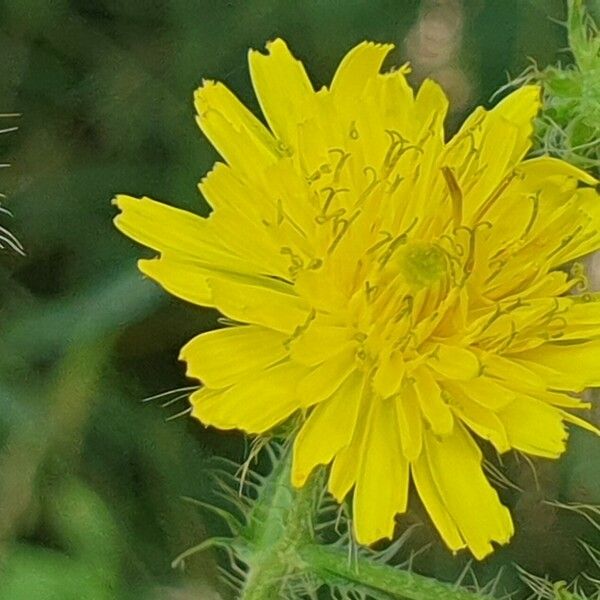 Crepis setosa 花