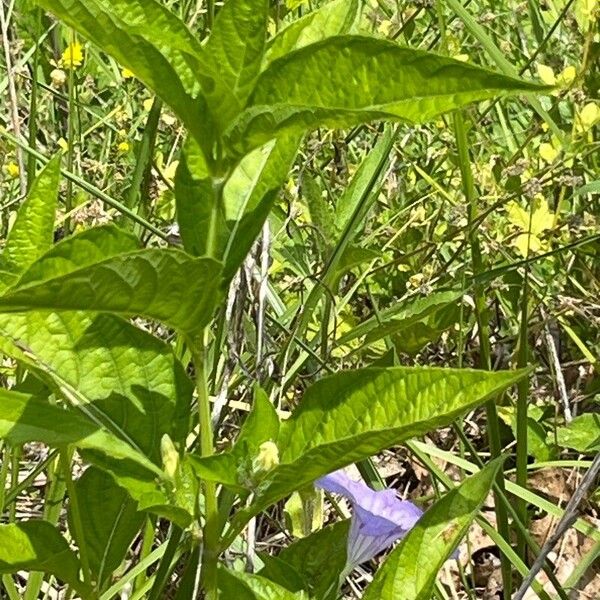 Ruellia strepens Leaf