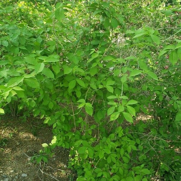 Weigela subsessilis Habitus