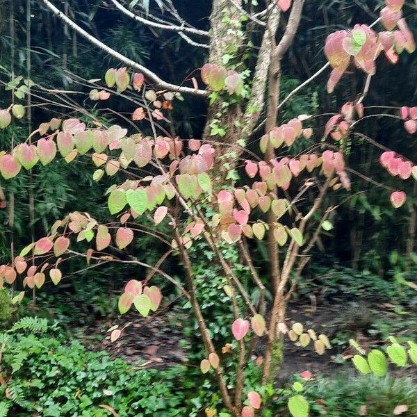 Cercidiphyllum japonicum Hoja