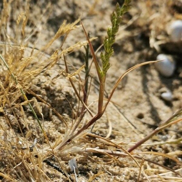 Catapodium marinum Кветка