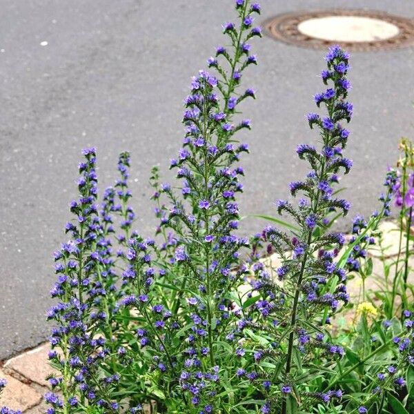 Echium vulgare Natur