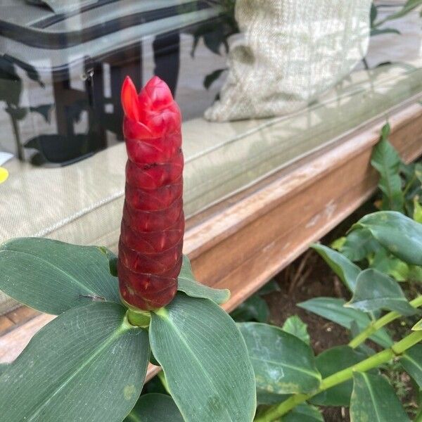 Costus woodsonii Flower