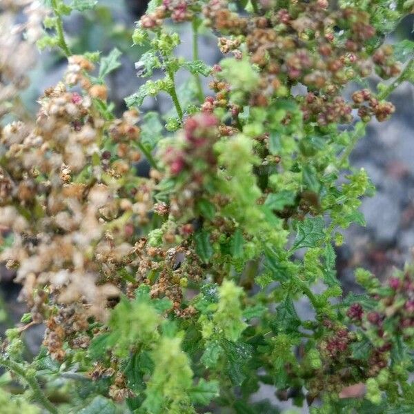 Dysphania botrys Leaf