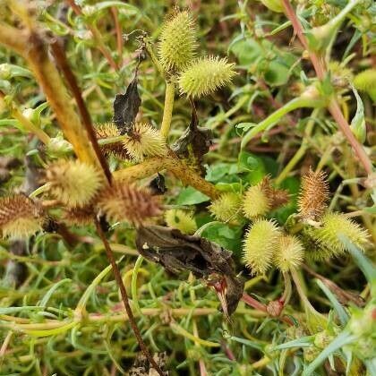 Xanthium orientale Плод