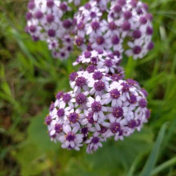 Pericallis papyracea Цветок