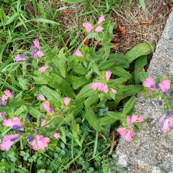 Echium rosulatum Лист