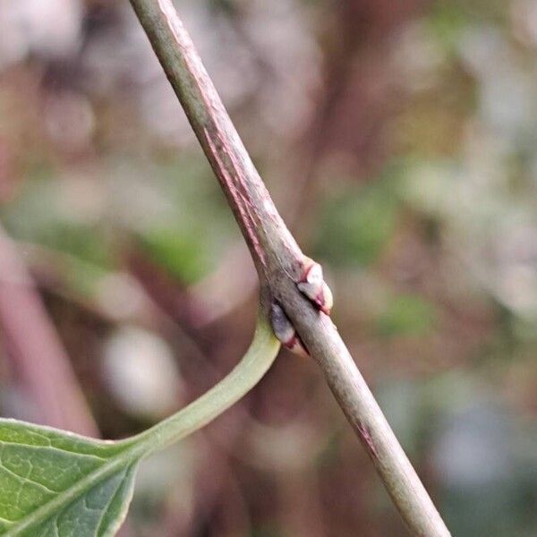 Euonymus europaeus Blad