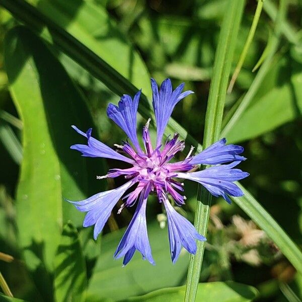 Centaurea cyanus फूल