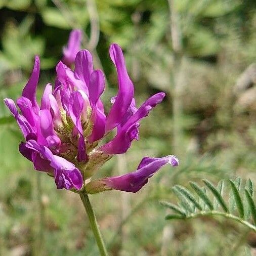 Astragalus onobrychis Žiedas