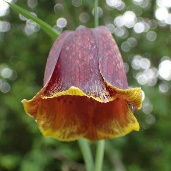 Fritillaria pyrenaica Žiedas