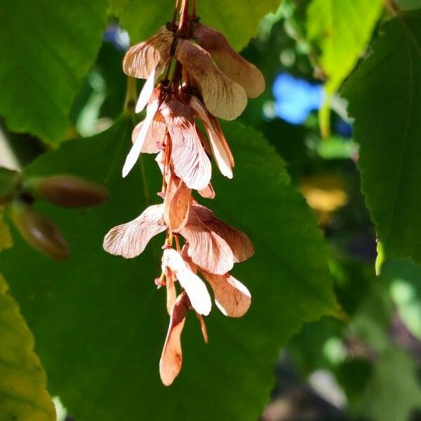 Acer pensylvanicum Fruit