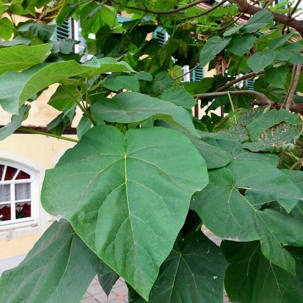 Paulownia tomentosa Folla