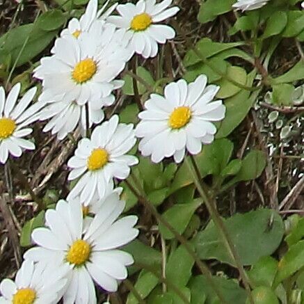 Bellis annua ᱵᱟᱦᱟ