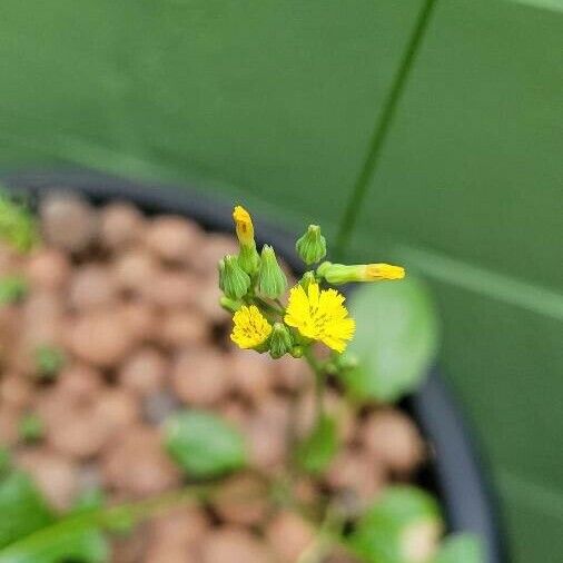 Youngia japonica Virág