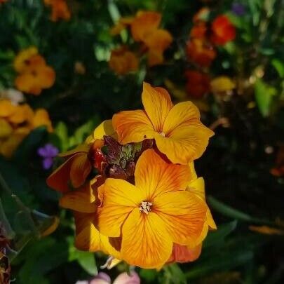 Erysimum × cheiri Blüte