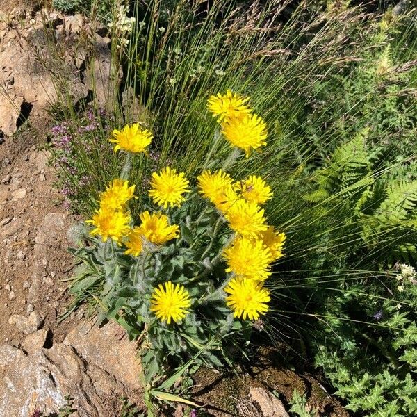 Hieracium villosum ফুল