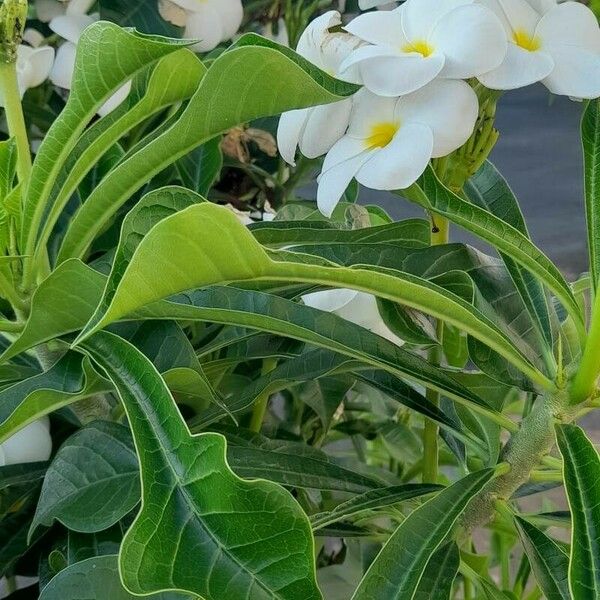 Plumeria pudica Floare