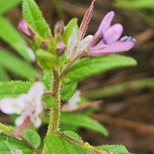 Cleome monophylla Flower