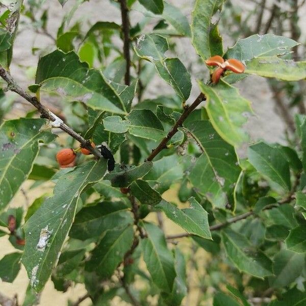 Maytenus ilicifolia Fruchs