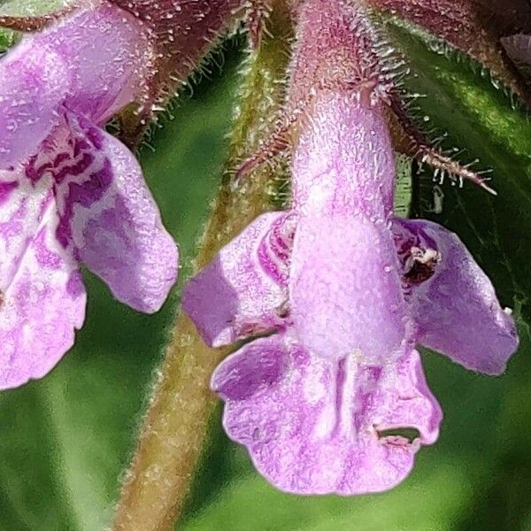 Stachys palustris 花