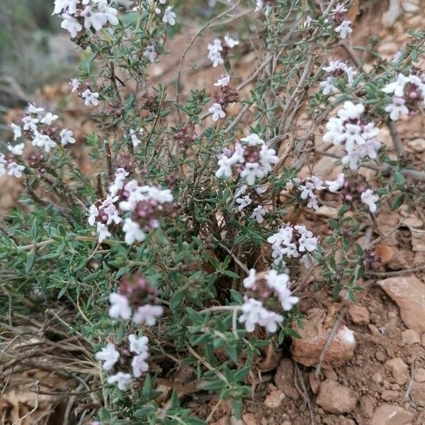 Thymus algeriensis Blomma