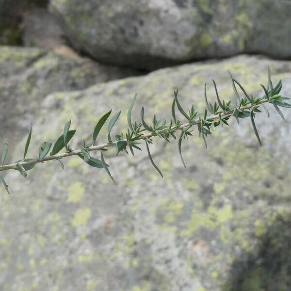 Genista anglica Deilen