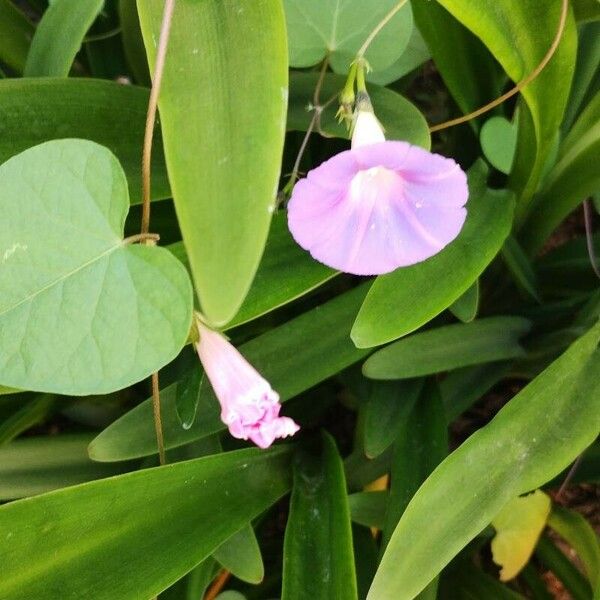 Ipomoea sagittata 花