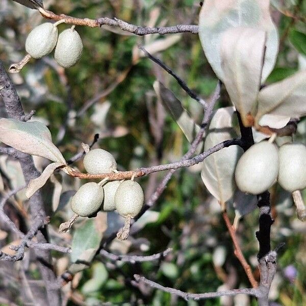 Elaeagnus commutata Fruit