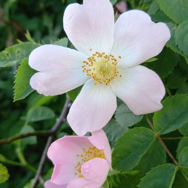 Rosa canina Blomst