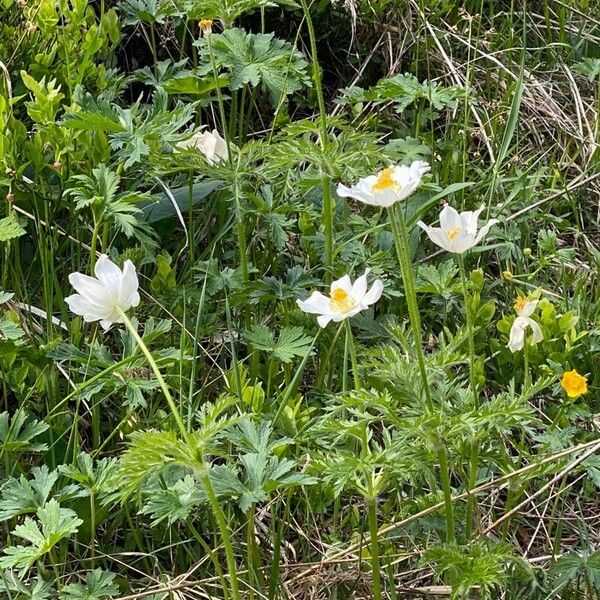 Anemone alpina অভ্যাস