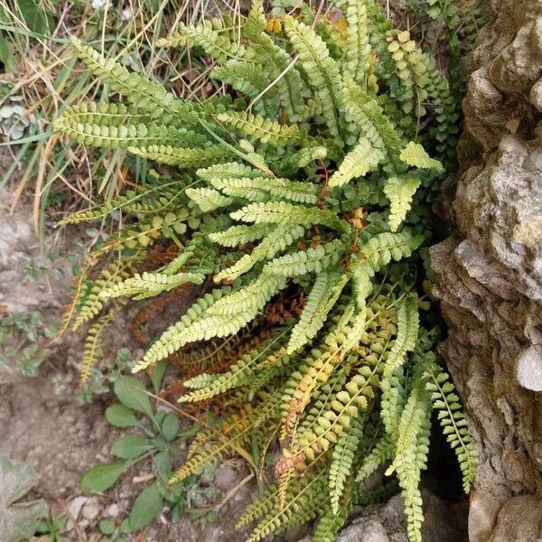 Asplenium viride Folha