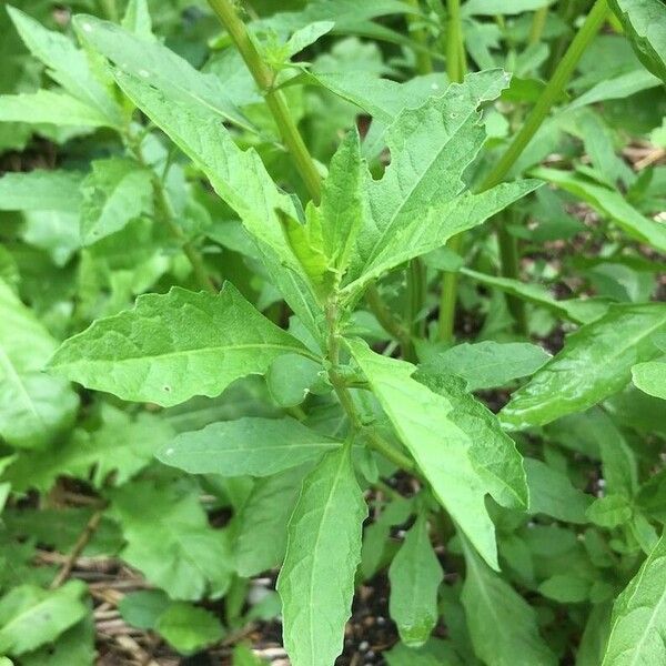 Dysphania ambrosioides Blad